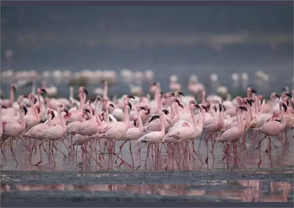 Kenya, Lake Nakuru National Park, Lesser Flamingoes (Phoeniconaias minor) flock in