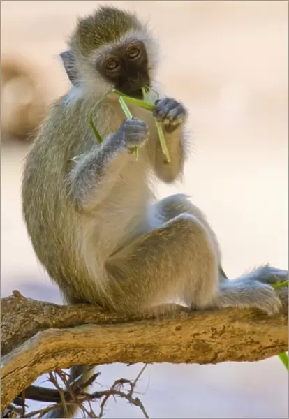 A Vervet Monkey at Samburu NP, Kenya