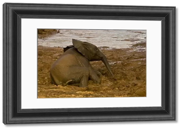 Africa. Kenya. Elephant baby after bathing in the Uaso Nyiro River at Samburu NP