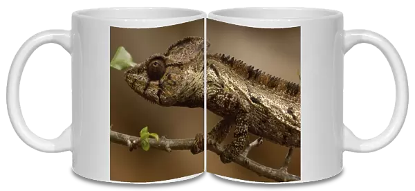 Oustaleti chameleon (Furcifer oustaleti) Loky-Manambato - Daraina. Northern MADAGASCAR