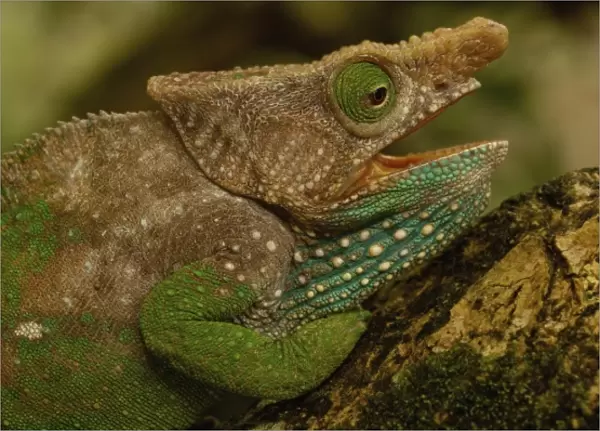 Oshaughnessyi Chameleon (Calumma Oshaughnessyi). Madagascar