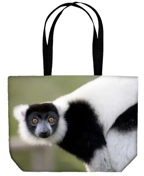 Black and White Ruffed lemur at Vakona Forest Lodge in Andasibe Madagascar
