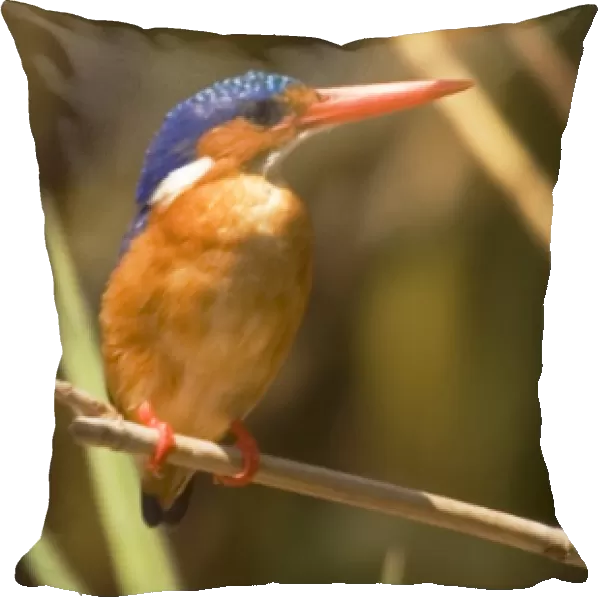 Africa; Malawi; Liwonde National Park; Malachite kingfisher sitting on branch