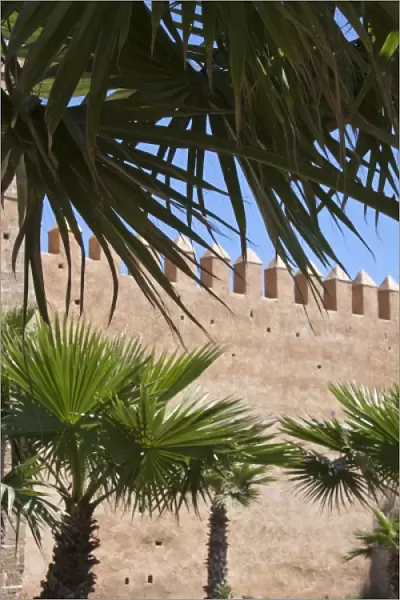 Palm trees and medina wall, Rabat, Morocco