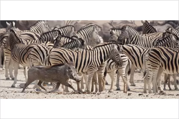 Namibia, Etosha National Park. A warthog runs past a herd of zebras
