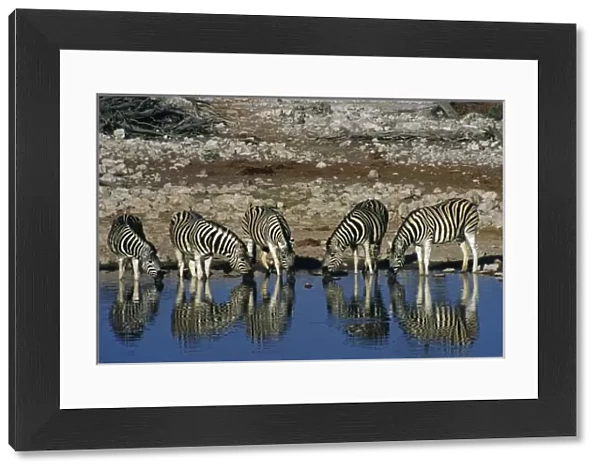 Africa, Namibia, Etosha National Park. Burchells zebras (Equus quagga burchellii)