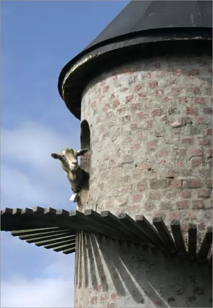 Paarl, South Africa. Fairview winery, goat tower. Producers of Goats du Roam wine