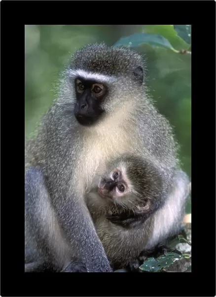 South Africa, Tsitsikamma Nat l Park, Vervet Monkey (Cercopithecus aethiops)