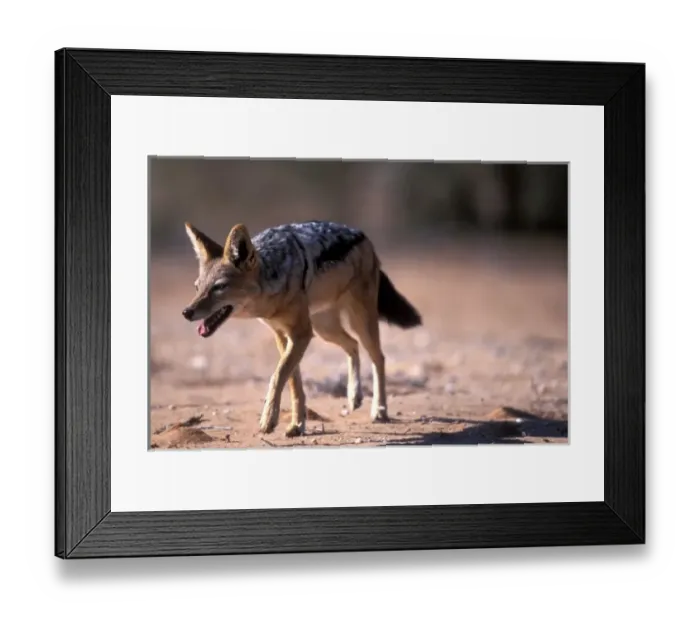 Framed Print : Kgalagadi Transfrontier Park Black Backed Jackal Print Framed Print : Kgalagadi Transfrontier Park Black Backed Jackal Print