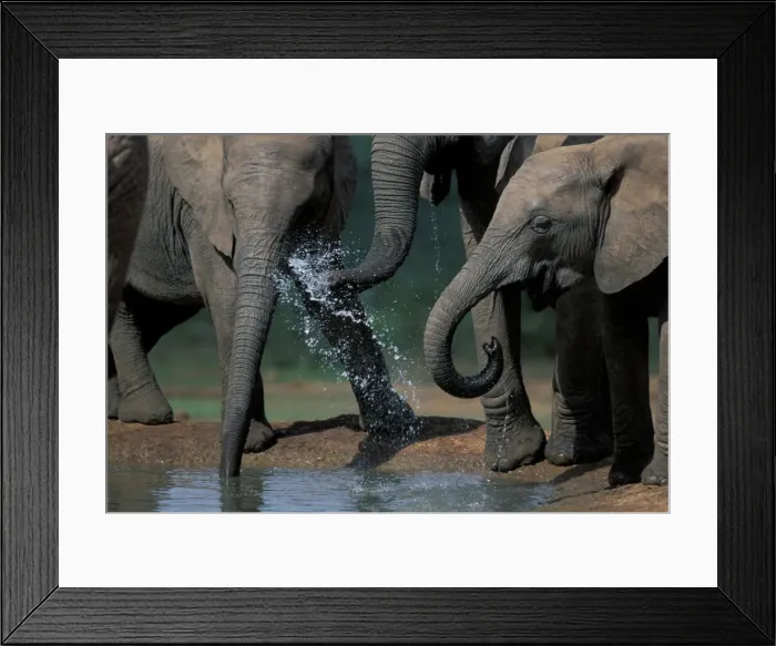 Framed Print : Addo Elephant National Park Print