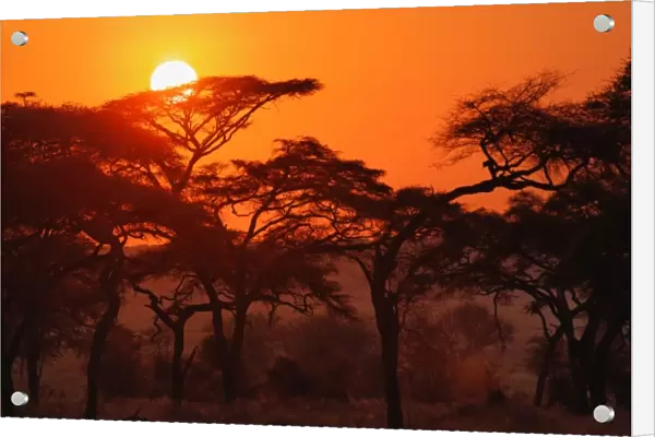 Acacia forest silhouetted at sunset, Tarangire National Park, Tanzania
