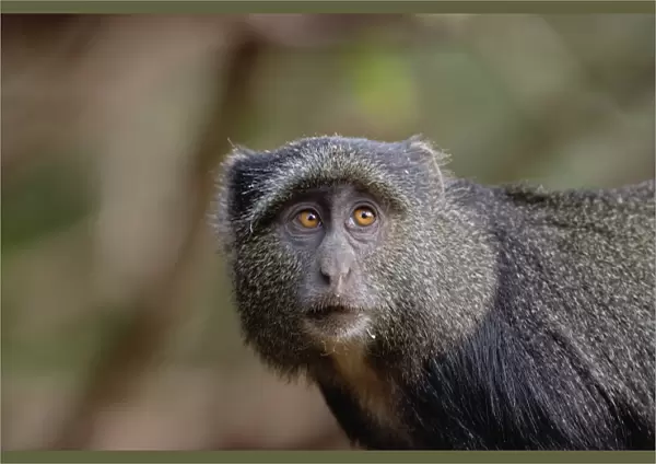 Sykes or Blue Monkey, Cercopithecus mitis, Lake Manyara National Park, Tanzania