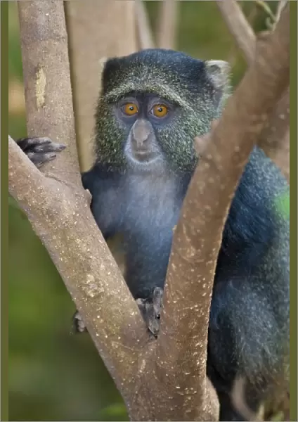 Africa. Tanzania. Blue Monkey (Sykes Monkey) at Manyara NP
