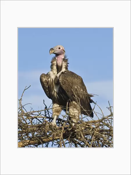 Africa. Tanzania. Lappet-Faced Vulture at Ndutu in the Ngorongoro Conservation Area