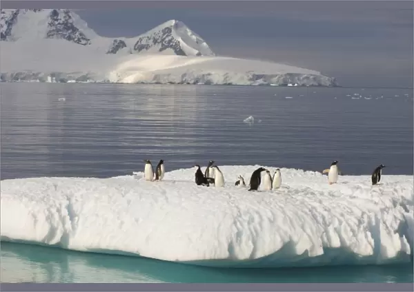 chinstrap penguins, Pygoscelis antarctica, and gentoo penguins, Pygoscelis Papua