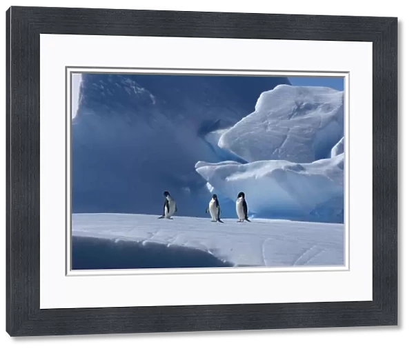 adelie penguins, Pygoscelis Adeliae, on glacial ice along the western Antarctic Peninsula
