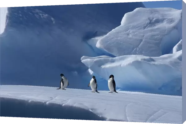 adelie penguins, Pygoscelis Adeliae, on glacial ice along the western Antarctic Peninsula