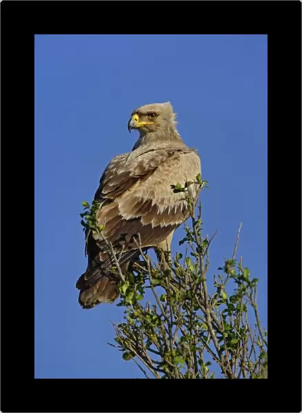 Tawny Eagle, Aquila rapax, Masai Mara Game Reserve, Kenya