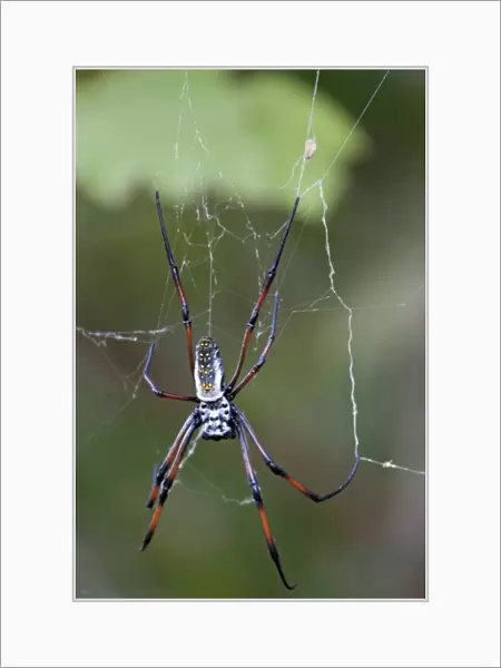 Madagascar. Madagascar Golden Web Spider (Nephila madagascariensis). Famous for silk