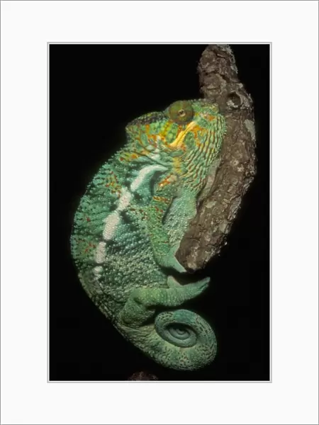 Panther Chameleon, (Furcifer pardalis), male, MADAGASCAR