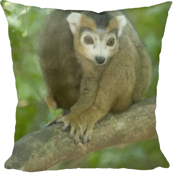 Crowned Lemur, (Eulemur coronatus), Male, Ankarana National Park, Madagascar
