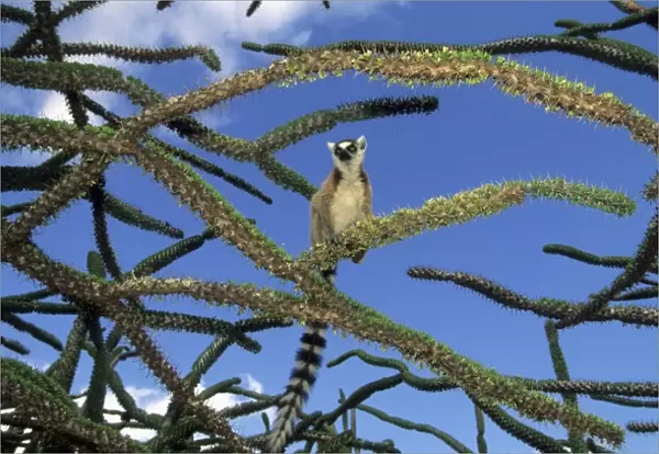 Ring-tailed Lemur, (Lemur catta), in Octopus Tree, feeding on Didierceae, Spiny Forest