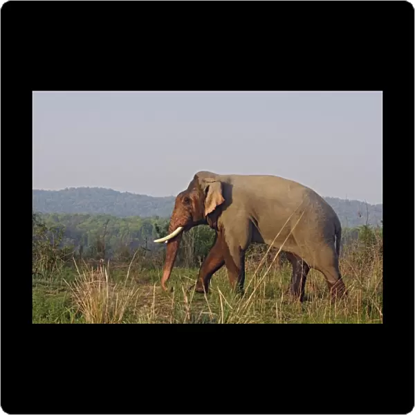 Double-masth Indian Elephant, Corbett National Park, India