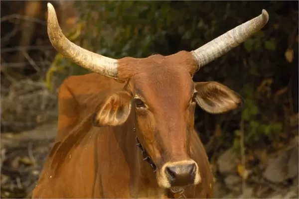 Rajasthani village cow. Pushkar, Rajasthan. INDIA