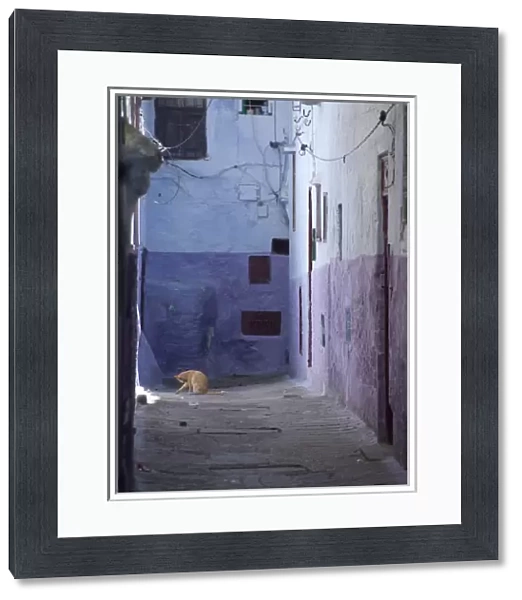Morocco, Tetouan. The medina (old town) of TEtouan, UNESCO. House cat in typical narrow