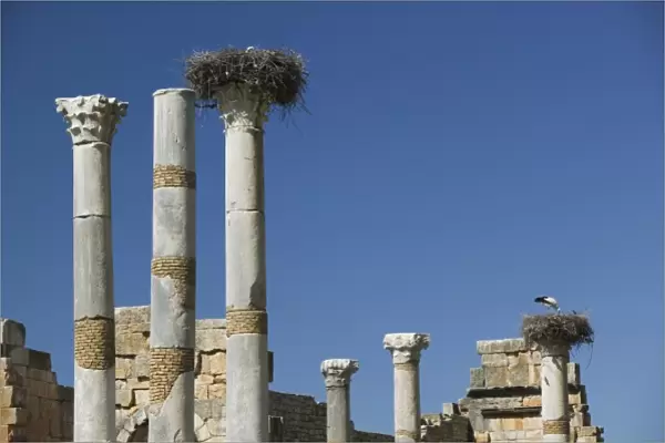 MOROCCO, Volubilis: Roman Town mostly dating to 2nd & 3rd c. AD  /  Abandoned by Romans