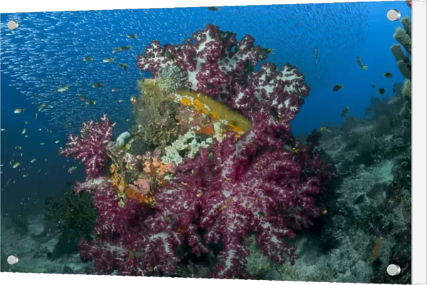Indonesia, Raja Ampat. Schooling silverside fish swim past coral reef