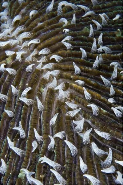Indonesia, Raja Ampat. Close-up of mushroom coral