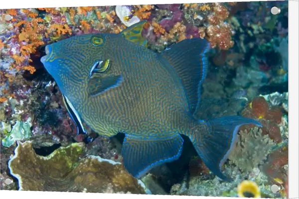 Indonesia, Raja Ampat. Cleaner wrasse fish on coral reef