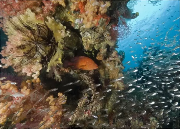 Indonesia, Raja Ampat. A coral trout fish and schooling glassfish swim past coral