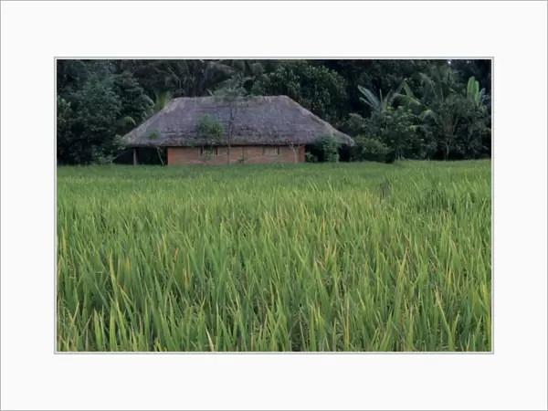 Indonesia, Bali, near Ubud. Balinese house in rice fields