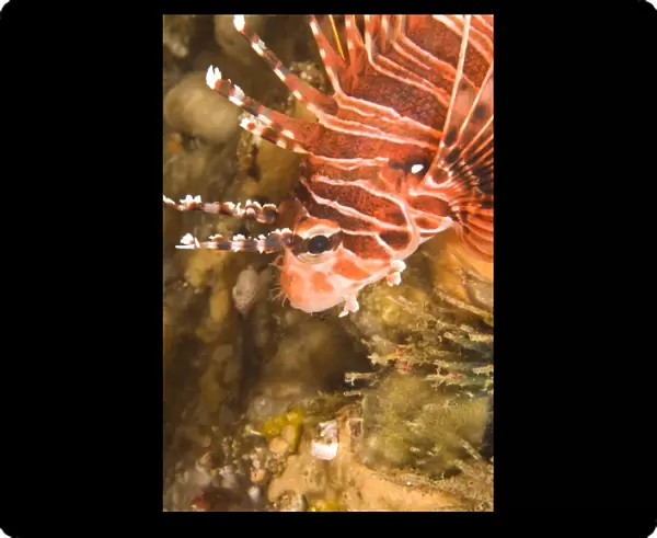Zebra Lionfish (Dendrochirus zebra), Underwater Sea Life at Mindoro Island near Puerto Gallera