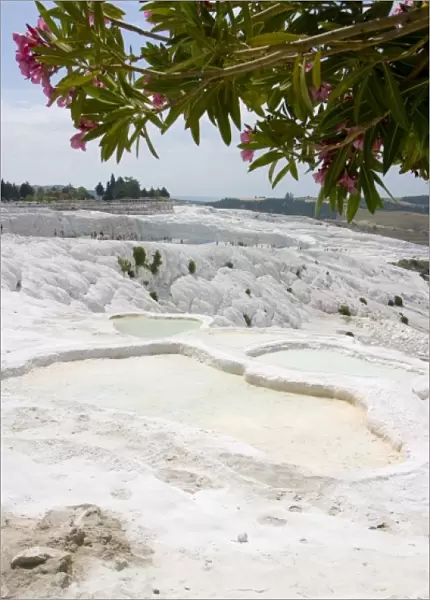 View of the travertine rocks with tourists and oleander, Pamukkale (ancient Hierapolis)
