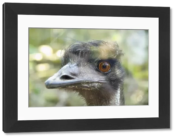 Close-up of an emus face, Taronga Zoo, Sydney, NSW, Australia