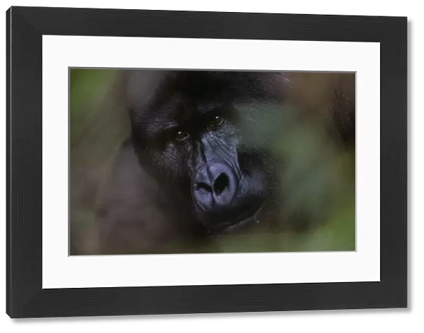 Uganda, Bwindi Impenetrable National Park, Adult Male (Silverback) Mountain Gorilla