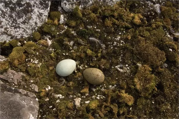 brown skua, Catharacta Antarctica, or Antarctic skua, eggs along the western Antarctic Peninsula