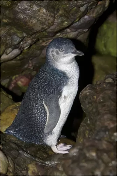 Australia, Tasmania, Bass Strait. Little blue penguin
