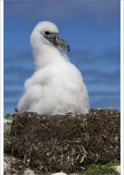 Australia, Tasmania, Bass Strait. Shy albatross chick on nest
