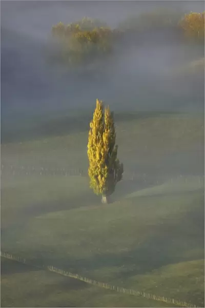 Early Morning View of Autumn Poplar Tree and Mist, seen from Te Mata Peak, Hawkes Bay