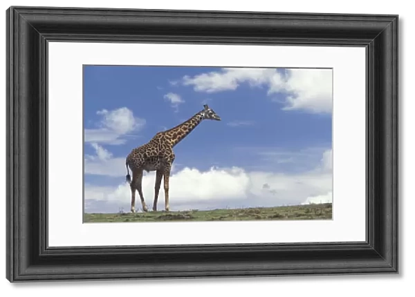 Kenya, Masai Mara Game Reserve. Kenyan Giraffe (Giraffe camelopardalis tippelskirchi)