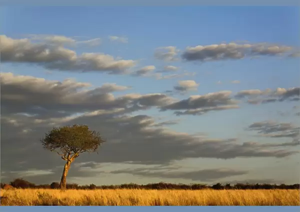 Single Umbrella Thorn Acacia tree at sunset, Acacia tortilis, Masai Mara Game Reserve