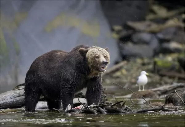 North America, Canada, British Columbia. Grizzly bear eating salmon