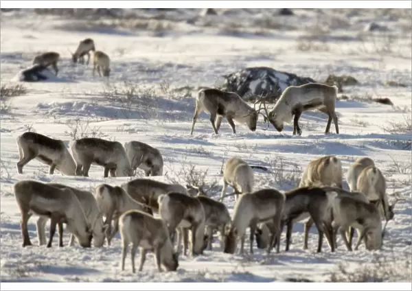 Canada, Manitoba, Hudson Bay. Two male caribou butting heads within their herd