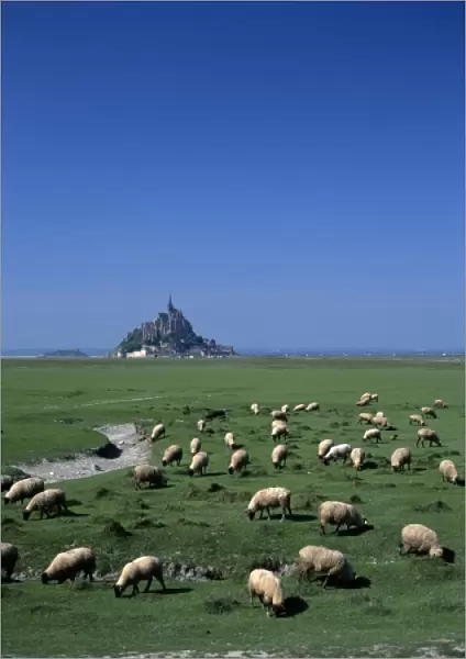 France, Basse Normandie, Manche, Mont Saint Michel, sheep grazing