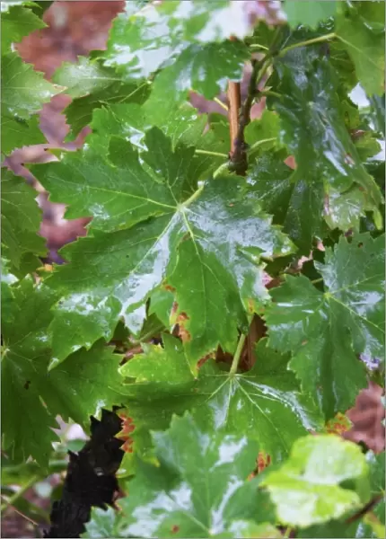 Wine leaves in the vineyard wet udner the rain. Domaine la Tourade, Andre Andre Richard