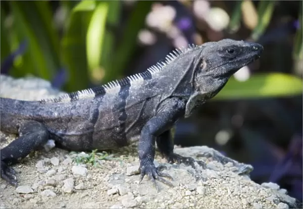 North America, Mexico, Quintana Roo, Tulum. This is a black iguana, ctenosaura similis